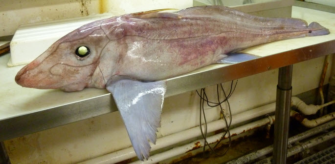 Hydrolagus pallidus_0219